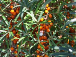 Sanddorn Weiblich 'Sirola' (S) -Deutschland Garten Funk Verkaufs-Shop sanddorn weiblich sirola s m054254 w 3