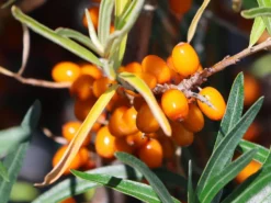 Sanddorn Weiblich 'Sirola' (S) -Deutschland Garten Funk Verkaufs-Shop sanddorn weiblich sirola s m054254 w 4