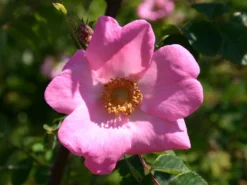 Sandrose / Carolina-Rose / Wiesenrose