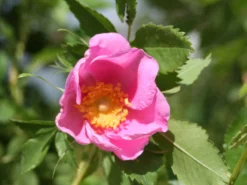 Sandrose / Carolina-Rose / Wiesenrose -Deutschland Garten Funk Verkaufs-Shop sandrose carolina rose wiesenrose m000066 w 1