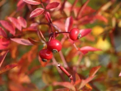 Sandrose / Carolina-Rose / Wiesenrose -Deutschland Garten Funk Verkaufs-Shop sandrose carolina rose wiesenrose m000066 w 3