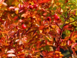 Sandrose / Carolina-Rose / Wiesenrose -Deutschland Garten Funk Verkaufs-Shop sandrose carolina rose wiesenrose m000066 w 4