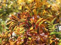 Sandrose / Carolina-Rose / Wiesenrose -Deutschland Garten Funk Verkaufs-Shop sandrose carolina rose wiesenrose m000066 w 5