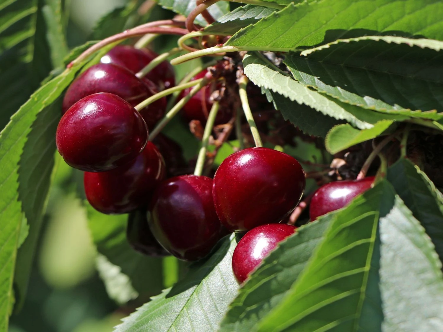 Sauerkirsche 'Achat' (S) 1 Sauerkirsche 'Achat' (S)