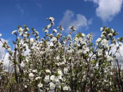 Sauerkirsche 'Gerema' (S) 8 Sauerkirsche 'Gerema' (S) -Deutschland Garten Funk Verkaufs-Shop sauerkirsche gerema m006696 w 0
