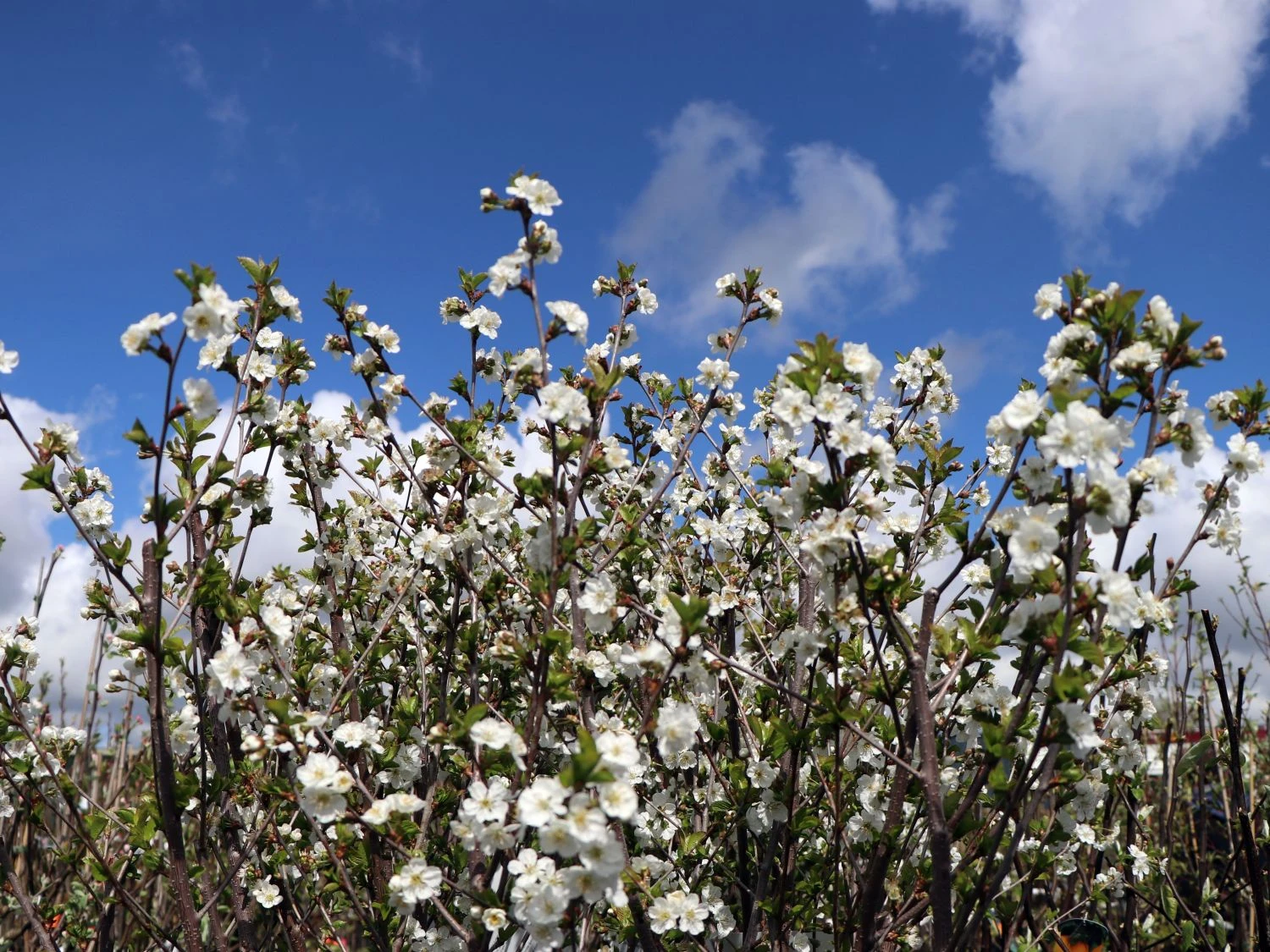 Sauerkirsche 'Gerema' (S) 4 Sauerkirsche 'Gerema' (S) – Bild 4