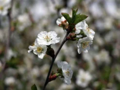 Sauerkirsche 'Gerema' (S) 7 Sauerkirsche 'Gerema' (S) -Deutschland Garten Funk Verkaufs-Shop sauerkirsche gerema m006696 w 1