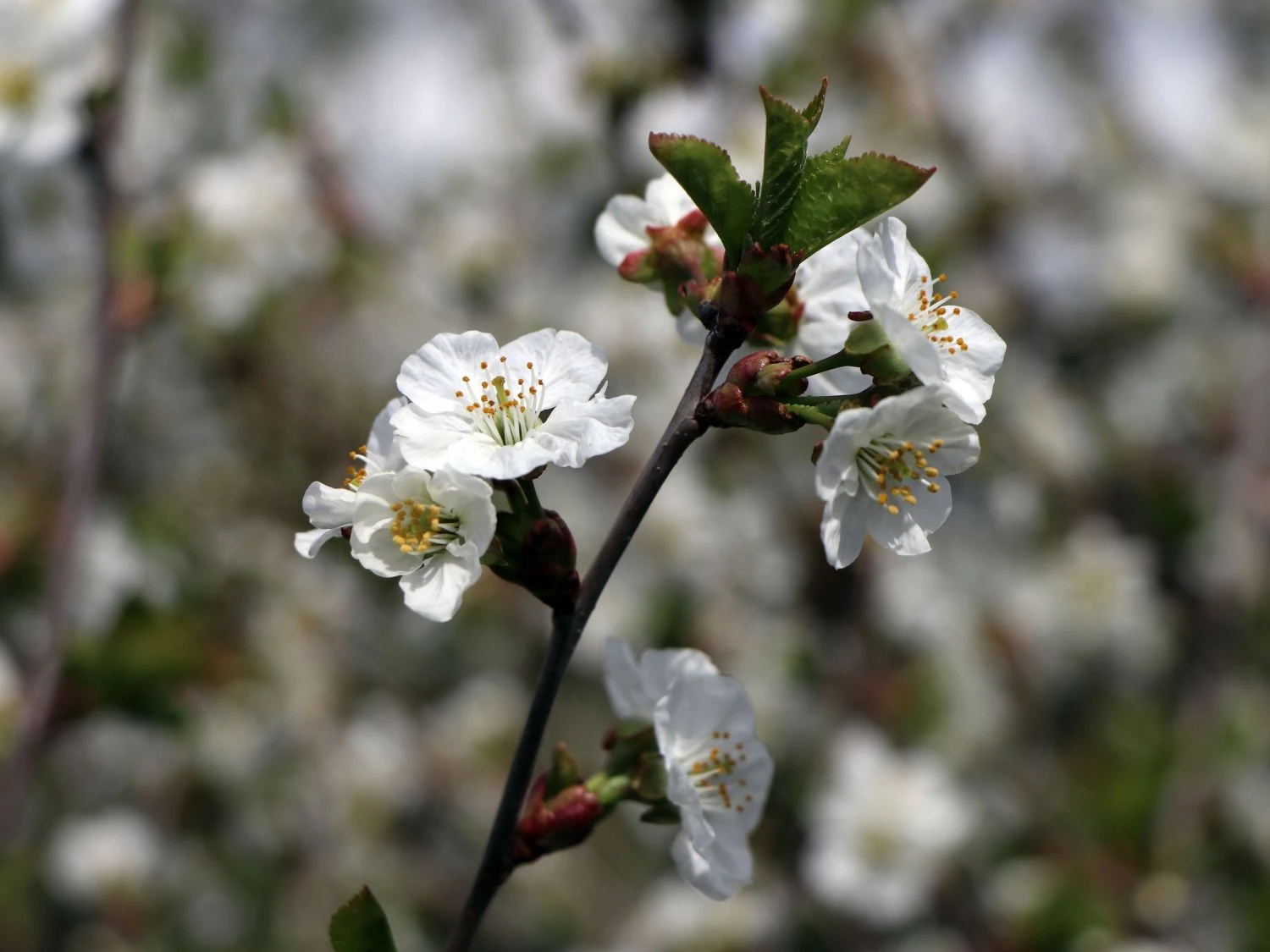 Sauerkirsche 'Gerema' (S) 3 Sauerkirsche 'Gerema' (S) – Bild 3