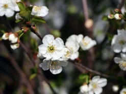 Sauerkirsche 'Gerema' (S) 9 Sauerkirsche 'Gerema' (S) -Deutschland Garten Funk Verkaufs-Shop sauerkirsche gerema m006696 w 2