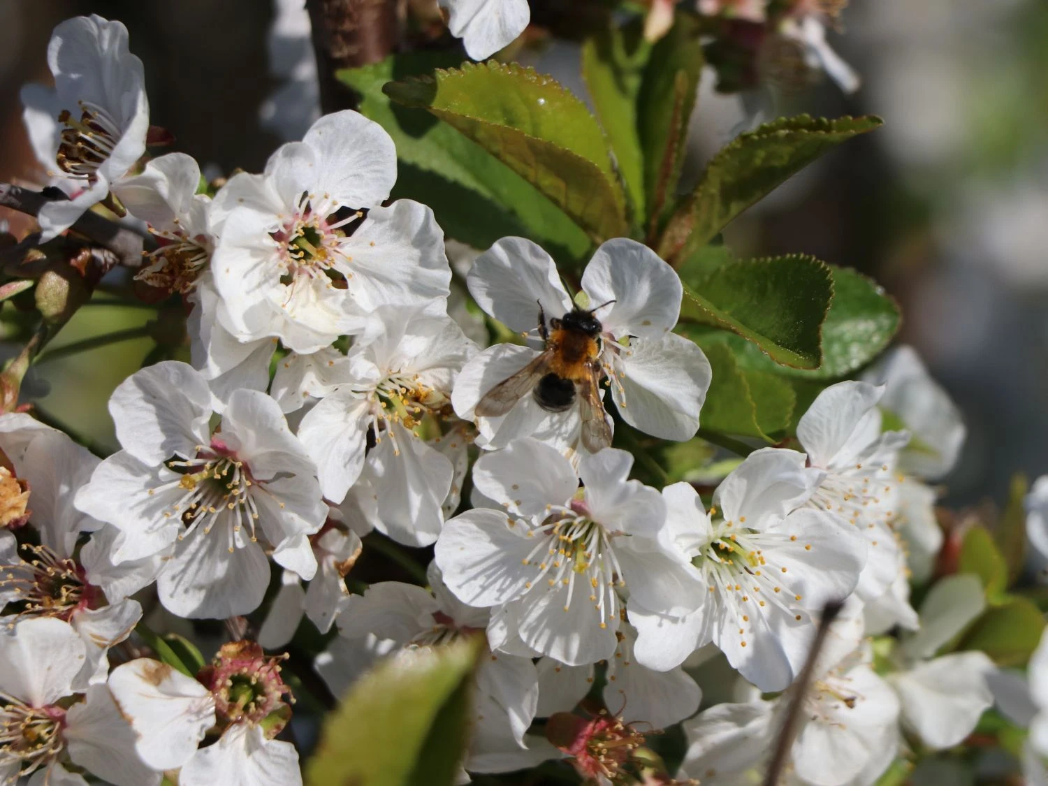 Sauerkirsche 'Gerema' (S) 2 Sauerkirsche 'Gerema' (S) – Bild 2