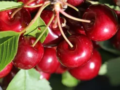 Sauerkirsche 'Jade' (S)