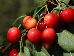 Sauerkirsche 'Morellenfeuer' / 'Kelleriis 16'