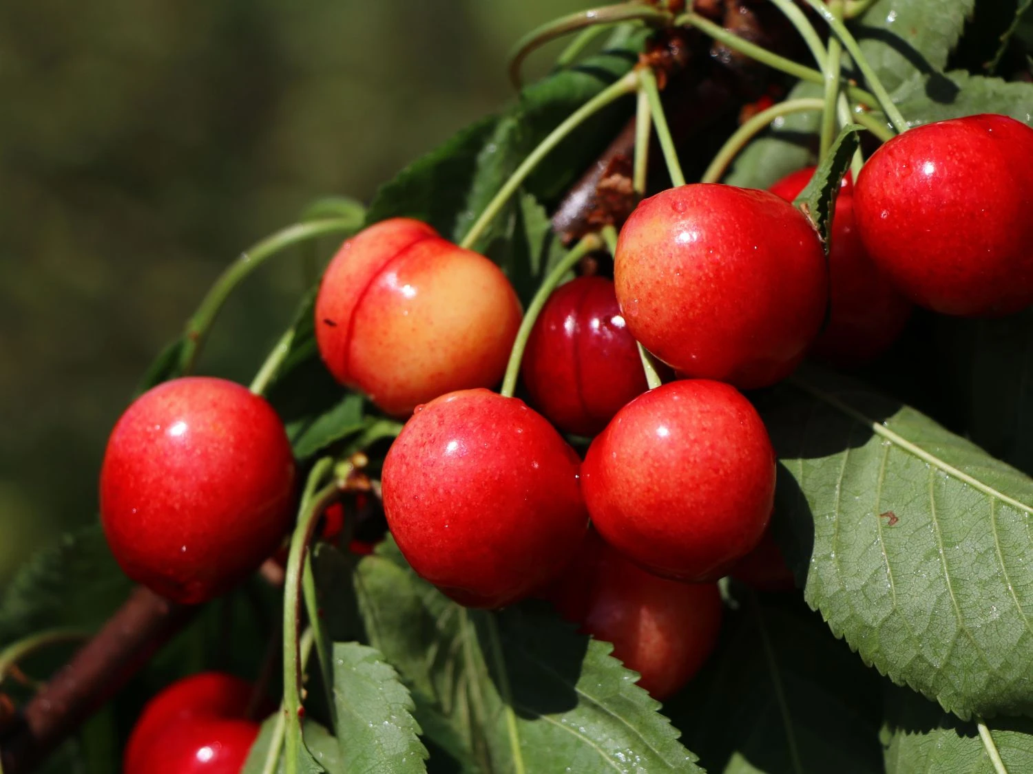 Sauerkirsche 'Morellenfeuer' / 'Kelleriis 16' 1 Sauerkirsche 'Morellenfeuer' / 'Kelleriis 16'