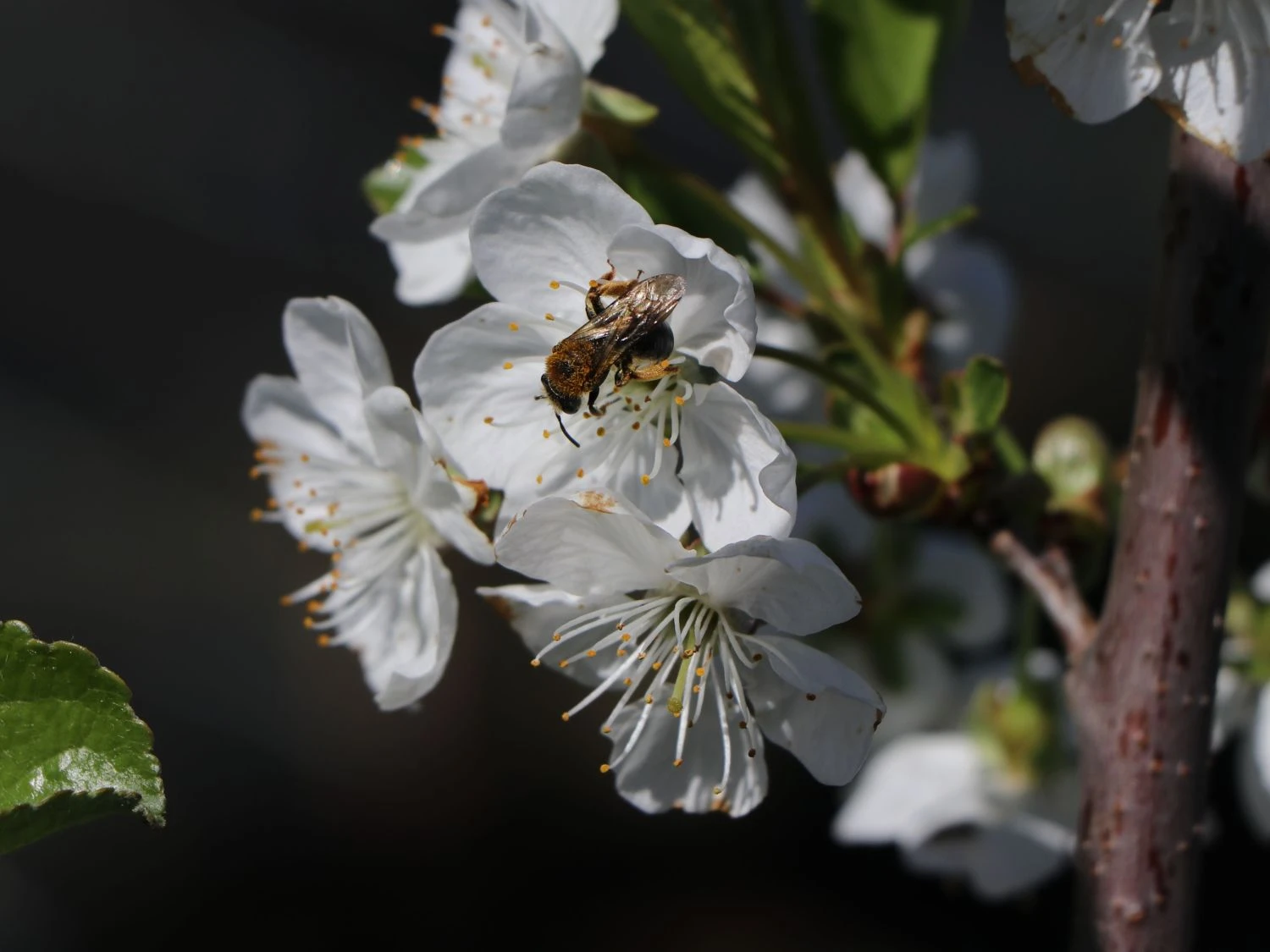 Sauerkirsche 'Morellenfeuer' / 'Kelleriis 16' 2 Sauerkirsche 'Morellenfeuer' / 'Kelleriis 16' – Bild 2