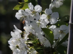 Sauerkirsche 'Morellenfeuer' / 'Kelleriis 16' 14 Sauerkirsche 'Morellenfeuer' / 'Kelleriis 16' -Deutschland Garten Funk Verkaufs-Shop sauerkirsche morellenfeuer kelleriis 16 m000534 w 1