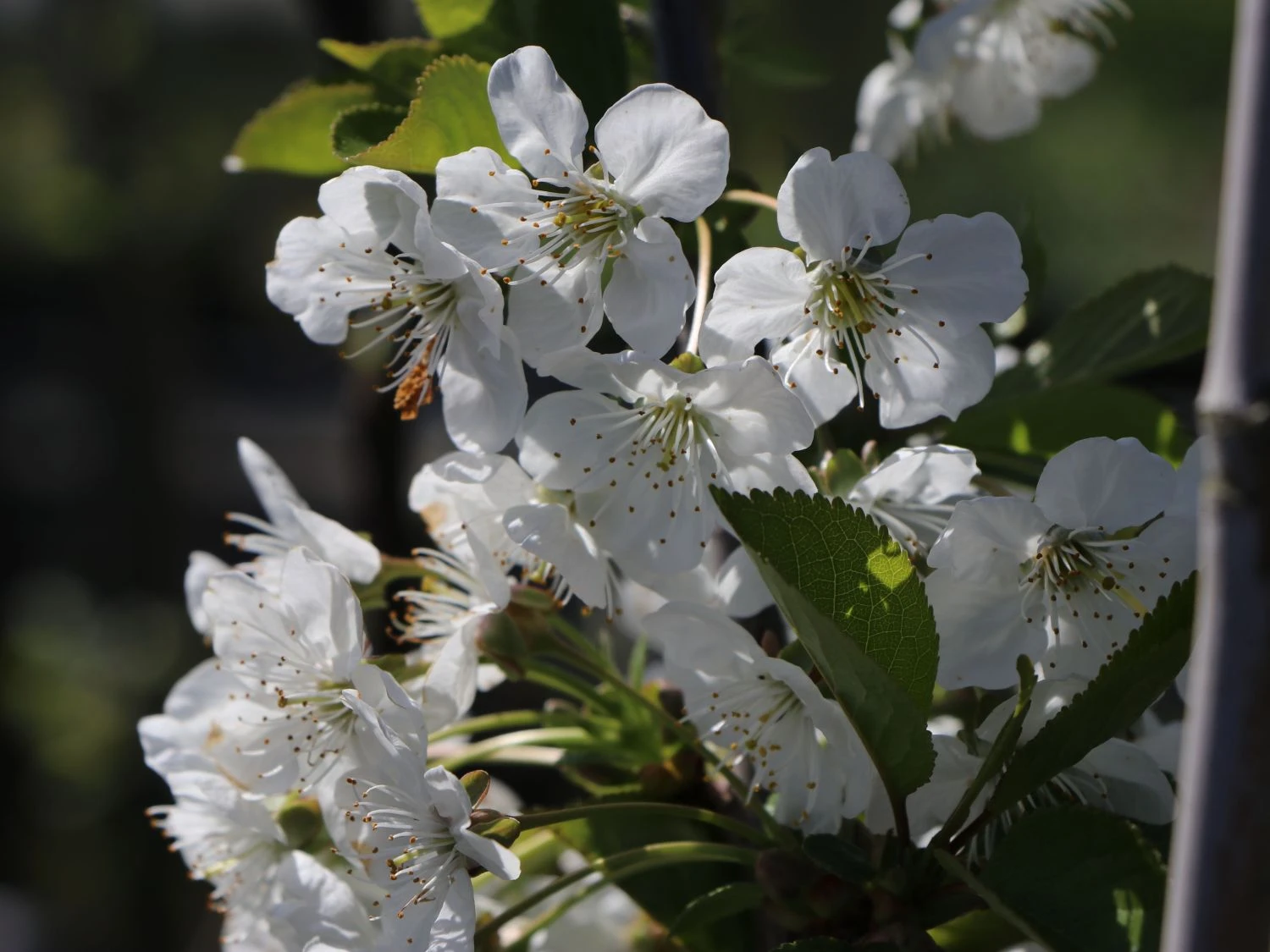 Sauerkirsche 'Morellenfeuer' / 'Kelleriis 16' 4 Sauerkirsche 'Morellenfeuer' / 'Kelleriis 16' – Bild 4