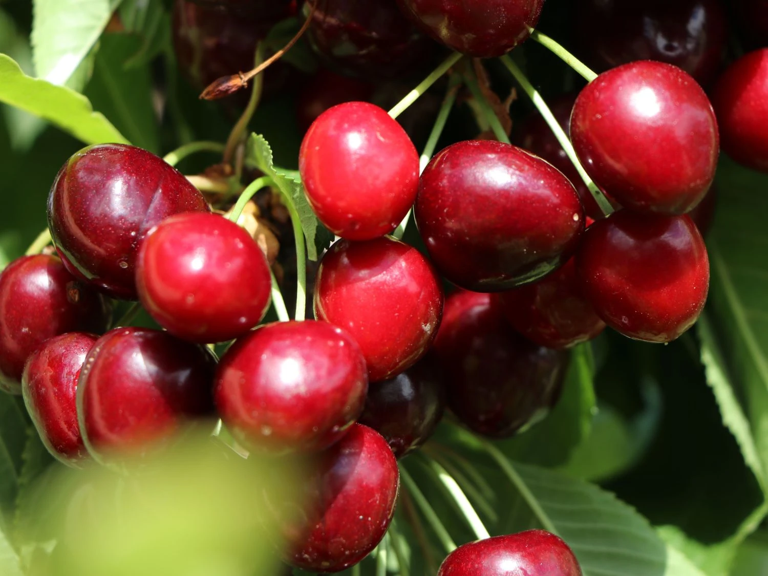 Sauerkirsche 'Morellenfeuer' / 'Kelleriis 16' 3 Sauerkirsche 'Morellenfeuer' / 'Kelleriis 16' – Bild 3