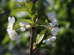 Sauerkirsche 'Morellenfeuer' / 'Kelleriis 16' 15 Sauerkirsche 'Morellenfeuer' / 'Kelleriis 16' -Deutschland Garten Funk Verkaufs-Shop sauerkirsche morellenfeuer kelleriis 16 m000534 w 3