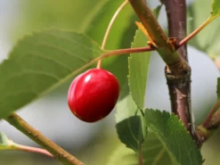 Sauerkirsche 'Morellenfeuer' / 'Kelleriis 16' 19 Sauerkirsche 'Morellenfeuer' / 'Kelleriis 16' -Deutschland Garten Funk Verkaufs-Shop sauerkirsche morellenfeuer kelleriis 16 m000534 w 4