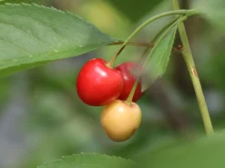 Sauerkirsche 'Morellenfeuer' / 'Kelleriis 16' 20 Sauerkirsche 'Morellenfeuer' / 'Kelleriis 16' -Deutschland Garten Funk Verkaufs-Shop sauerkirsche morellenfeuer kelleriis 16 m000534 w 5