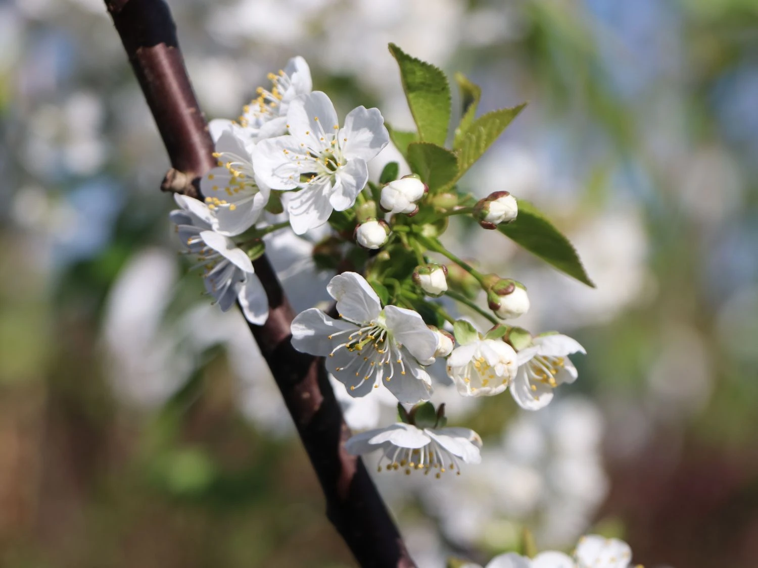 Sauerkirsche 'Morellenfeuer' / 'Kelleriis 16' 7 Sauerkirsche 'Morellenfeuer' / 'Kelleriis 16' – Bild 7