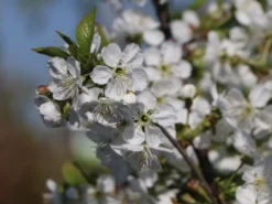 Sauerkirsche 'Morellenfeuer' / 'Kelleriis 16' 16 Sauerkirsche 'Morellenfeuer' / 'Kelleriis 16' -Deutschland Garten Funk Verkaufs-Shop sauerkirsche morellenfeuer kelleriis 16 m000534 w 7