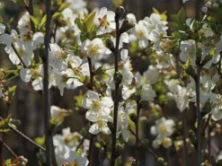Sauerkirsche 'Morellenfeuer' / 'Kelleriis 16' 18 Sauerkirsche 'Morellenfeuer' / 'Kelleriis 16' -Deutschland Garten Funk Verkaufs-Shop sauerkirsche morellenfeuer kelleriis 16 m000534 w 8