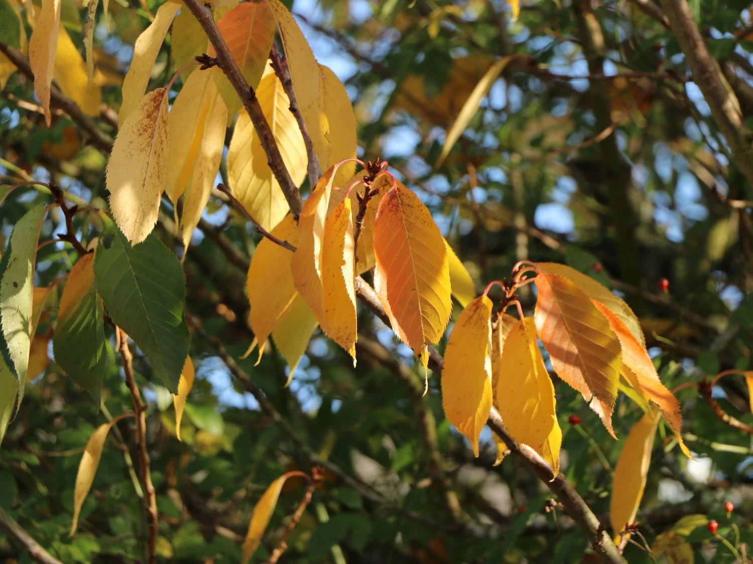 Sauerkirsche 'Saphir' (S) 2 Sauerkirsche 'Saphir' (S) – Bild 2