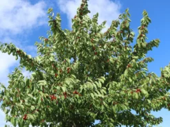 Sauerkirsche 'Saphir' (S) 5 Sauerkirsche 'Saphir' (S) -Deutschland Garten Funk Verkaufs-Shop sauerkirsche saphir s m006710 w 1