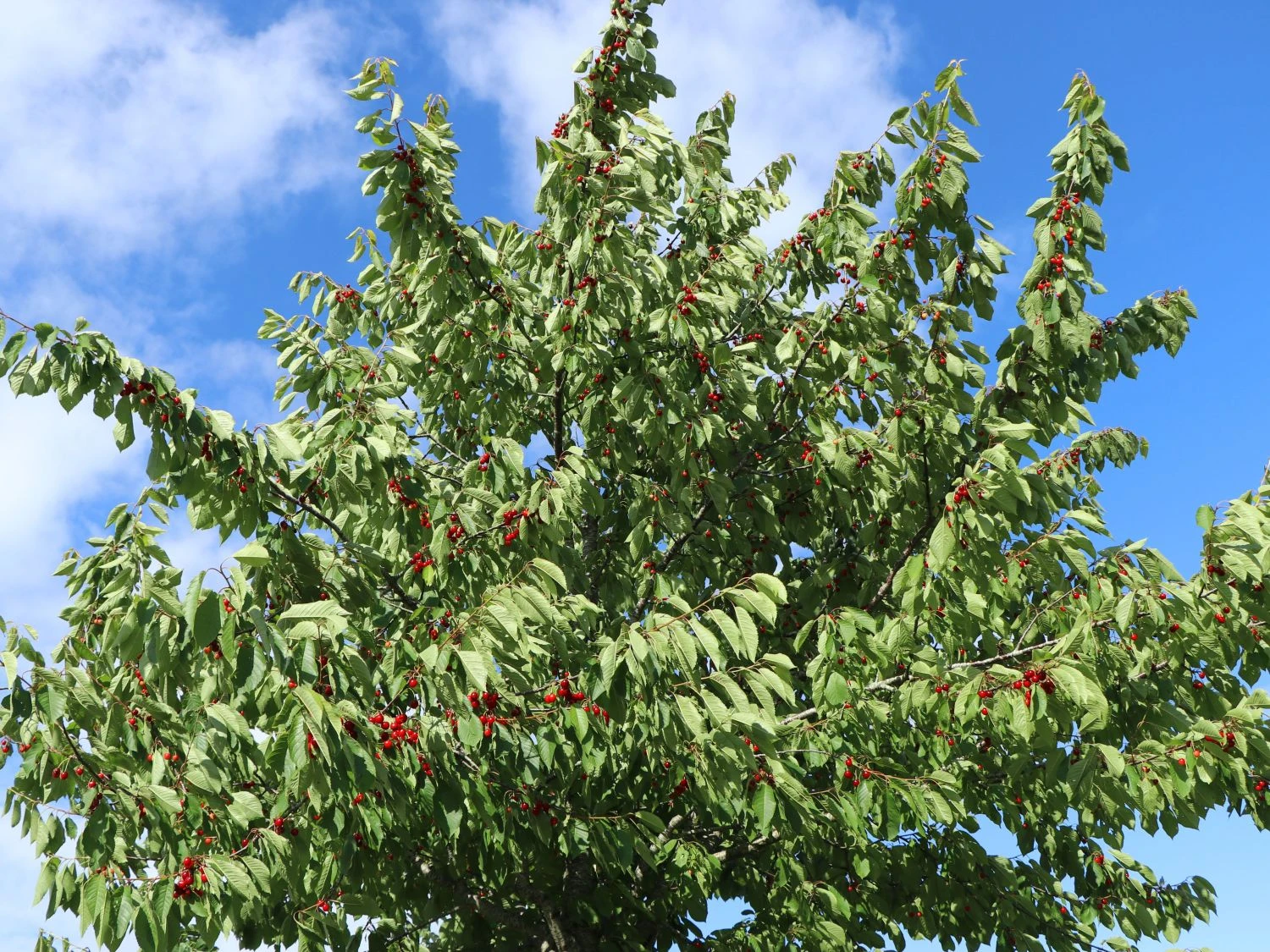 Sauerkirsche 'Saphir' (S) 3 Sauerkirsche 'Saphir' (S) – Bild 3