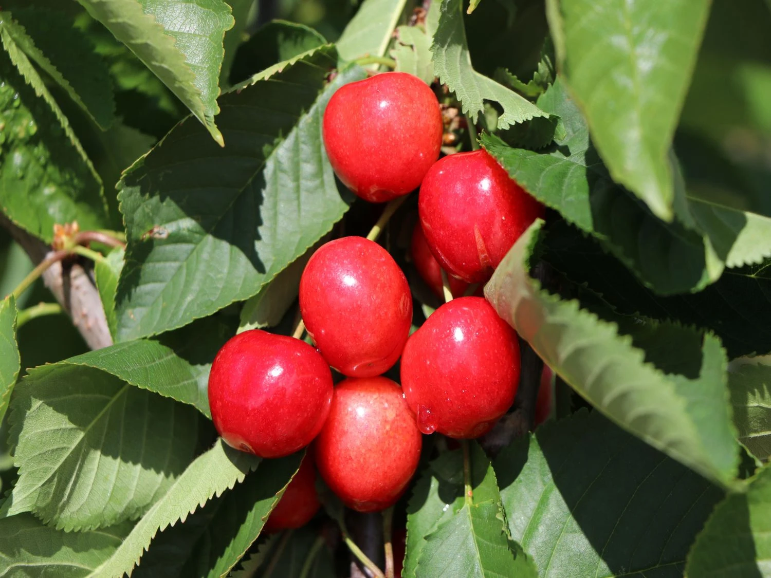 Sauerkirsche 'Schattenmorelle' / 'Lange Lotkirsche' 1 Sauerkirsche 'Schattenmorelle' / 'Lange Lotkirsche'