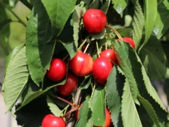 Sauerkirsche 'Schattenmorelle' / 'Lange Lotkirsche' 15 Sauerkirsche 'Schattenmorelle' / 'Lange Lotkirsche' -Deutschland Garten Funk Verkaufs-Shop sauerkirsche schattenmorelle lange lotkirsche m000536 w 0