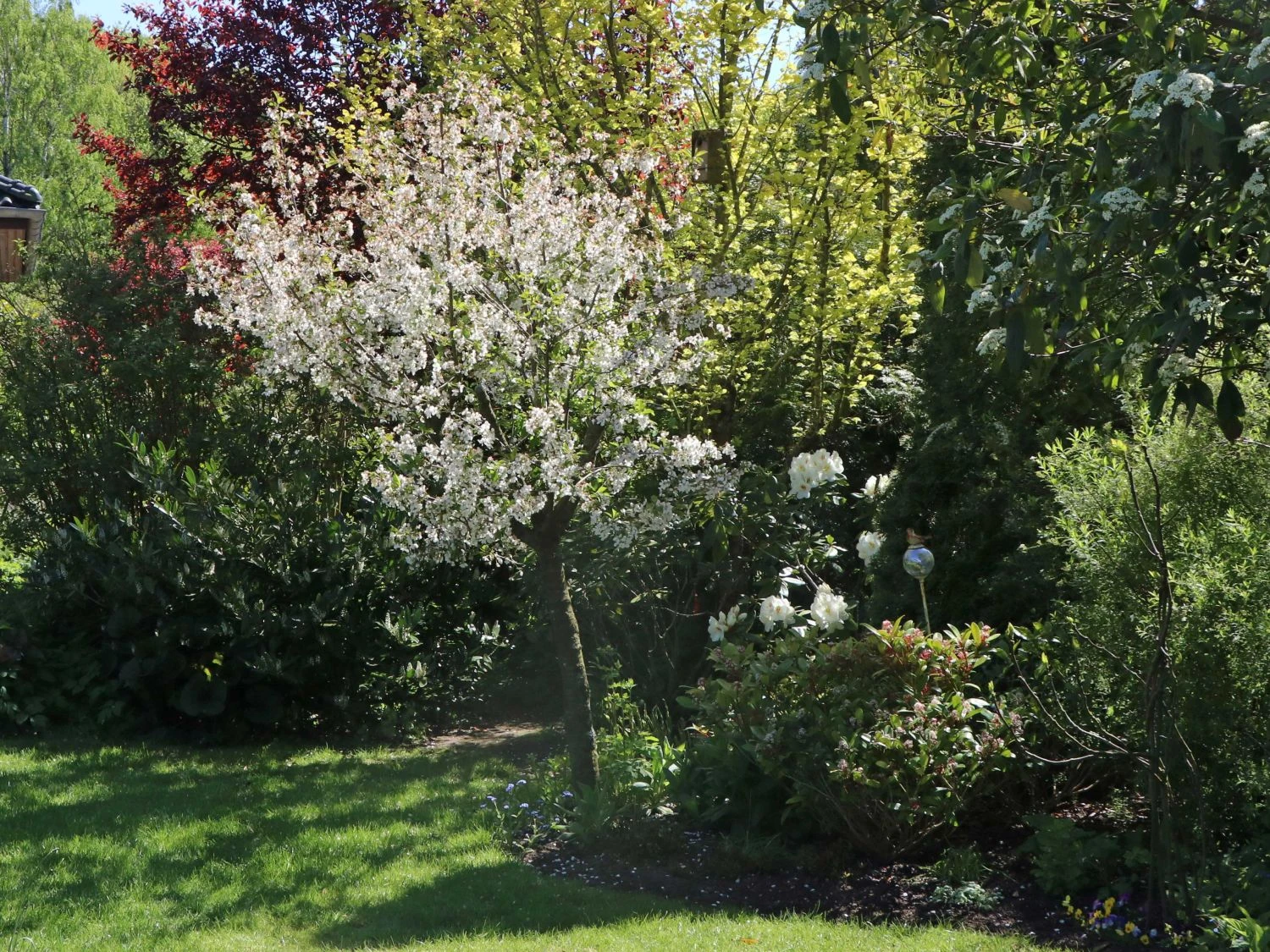 Sauerkirsche 'Schattenmorelle' / 'Lange Lotkirsche' 2 Sauerkirsche 'Schattenmorelle' / 'Lange Lotkirsche' – Bild 2