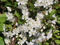 Sauerkirsche 'Schattenmorelle' / 'Lange Lotkirsche' 13 Sauerkirsche 'Schattenmorelle' / 'Lange Lotkirsche' -Deutschland Garten Funk Verkaufs-Shop sauerkirsche schattenmorelle lange lotkirsche m000536 w 2