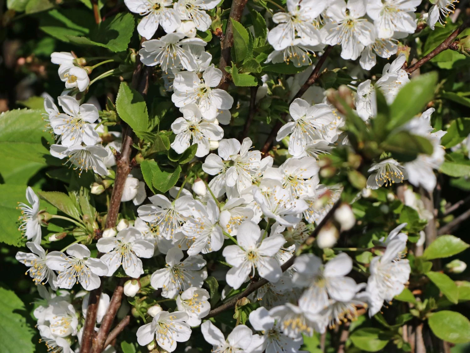 Sauerkirsche 'Schattenmorelle' / 'Lange Lotkirsche' 6 Sauerkirsche 'Schattenmorelle' / 'Lange Lotkirsche' – Bild 6