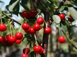 Sauerkirsche 'Schattenmorelle' / 'Lange Lotkirsche' 11 Sauerkirsche 'Schattenmorelle' / 'Lange Lotkirsche' -Deutschland Garten Funk Verkaufs-Shop sauerkirsche schattenmorelle m000536 w 0