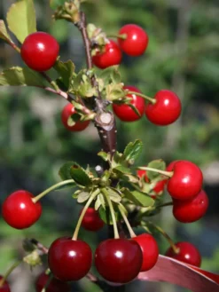 Sauerkirsche 'Schattenmorelle' / 'Lange Lotkirsche' 12 Sauerkirsche 'Schattenmorelle' / 'Lange Lotkirsche' -Deutschland Garten Funk Verkaufs-Shop sauerkirsche schattenmorelle m000536 w 1