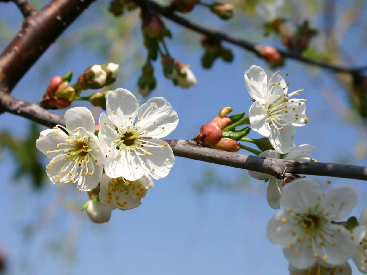 Sauerkirsche 'Schattenmorelle' / 'Lange Lotkirsche' 3 Sauerkirsche 'Schattenmorelle' / 'Lange Lotkirsche' – Bild 3