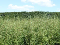 Schirmbambus 'Campbell' -Deutschland Garten Funk Verkaufs-Shop schirmbambus campbell m058290 w 0