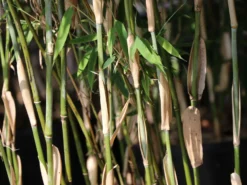 Schirmbambus 'Campbell' -Deutschland Garten Funk Verkaufs-Shop schirmbambus campbell m058290 w 3