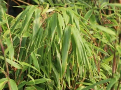 Schirmbambus -Deutschland Garten Funk Verkaufs-Shop schirmbambus m058288 w 0