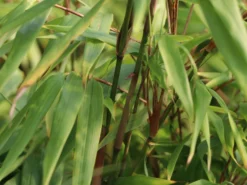 Schirmbambus -Deutschland Garten Funk Verkaufs-Shop schirmbambus m058288 w 1