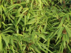 Schirmbambus -Deutschland Garten Funk Verkaufs-Shop schirmbambus m058288 w 2