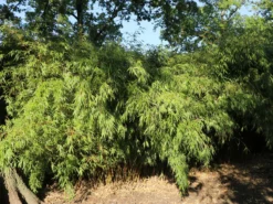 Schirmbambus -Deutschland Garten Funk Verkaufs-Shop schirmbambus m058288 w 7