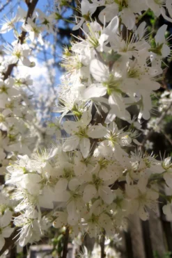 Schlehe / Schwarzdorn -Deutschland Garten Funk Verkaufs-Shop schlehe schwarzdorn m000052 552298 0