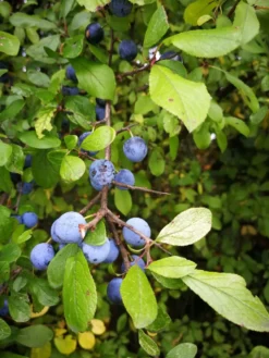 Schlehe / Schwarzdorn -Deutschland Garten Funk Verkaufs-Shop schlehe schwarzdorn m000052 655185 0