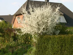 Schlehe / Schwarzdorn -Deutschland Garten Funk Verkaufs-Shop schlehe schwarzdorn m000052 w 2