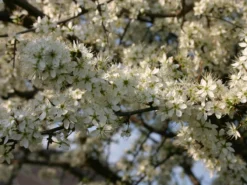 Schlehe / Schwarzdorn -Deutschland Garten Funk Verkaufs-Shop schlehe schwarzdorn m000052 w 3