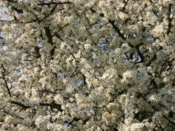 Schlehe / Schwarzdorn -Deutschland Garten Funk Verkaufs-Shop schlehe schwarzdorn m000052 w 4