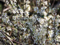 Schlehe / Schwarzdorn -Deutschland Garten Funk Verkaufs-Shop schlehe schwarzdorn m000052 w 5